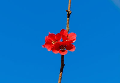 Close-up of red flowering plant against blue sky