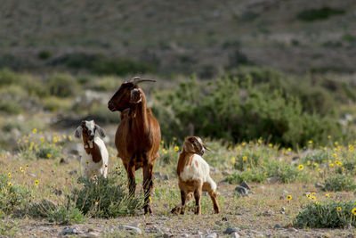 Goat family on field