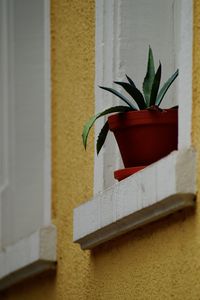 Close-up of potted plant against wall at home