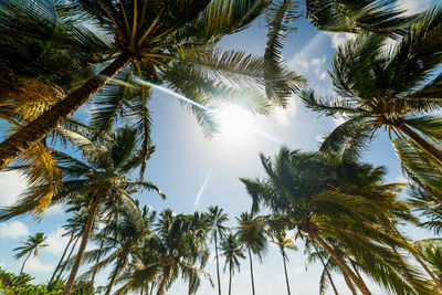 Low angle view of palm trees against sky