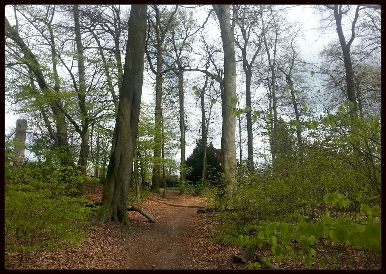 tree, transfer print, the way forward, auto post production filter, tranquility, tree trunk, forest, tranquil scene, growth, nature, dirt road, branch, footpath, scenics, beauty in nature, diminishing perspective, day, landscape, non-urban scene, outdoors