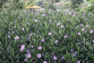 Close-up of purple flowers blooming in field