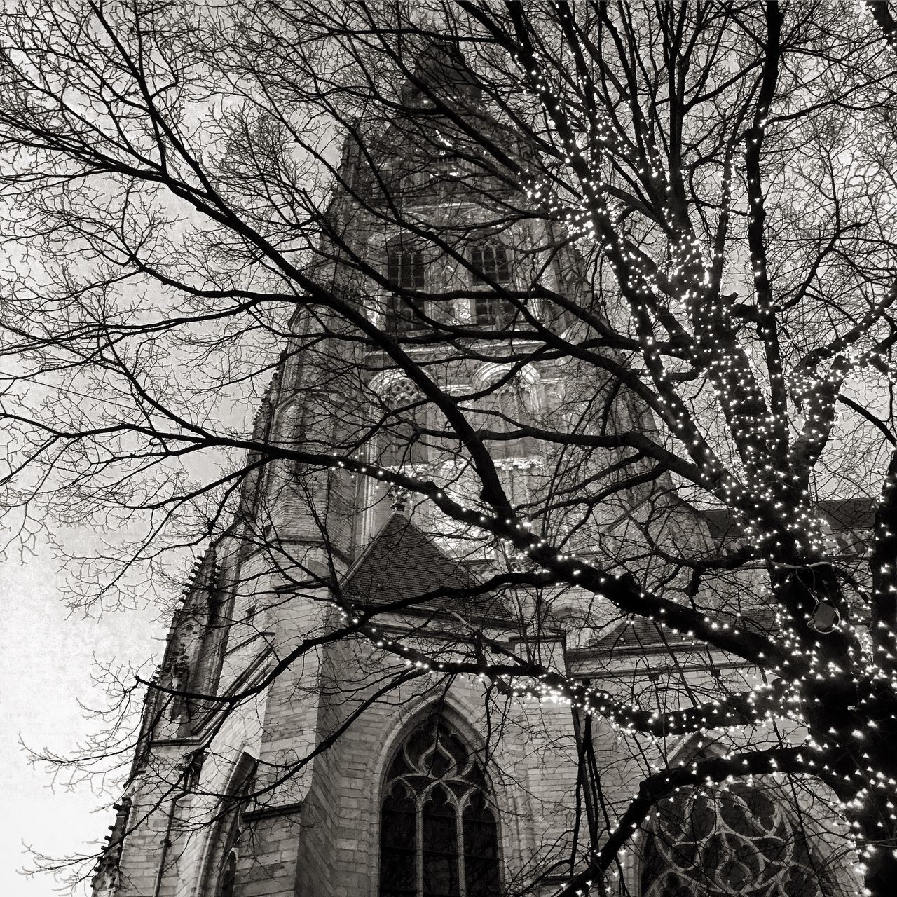 LOW ANGLE VIEW OF TREE AGAINST BUILDING