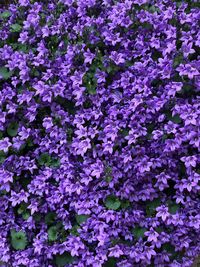 High angle view of pink flowering plants