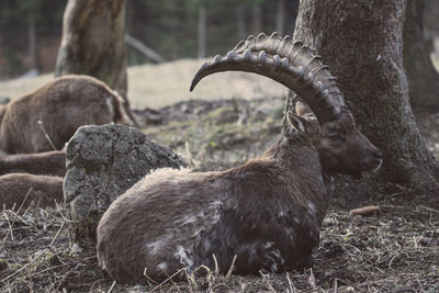 View of sheep on field