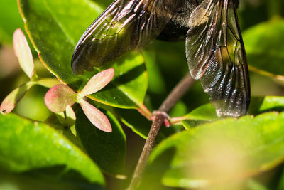 Close-up of water drops on plant