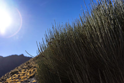 Low angle view of plants against sky