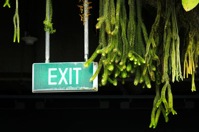 Close-up of information sign hanging on plant at night