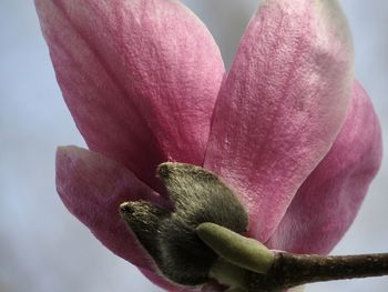 Close-up of pink flower bud