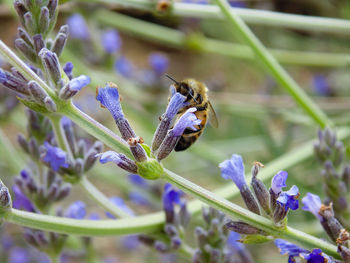 Close-up of bee pollinating on lavender