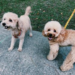 High angle view of poodle puppies at park