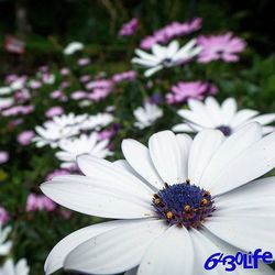 Close-up of white flower