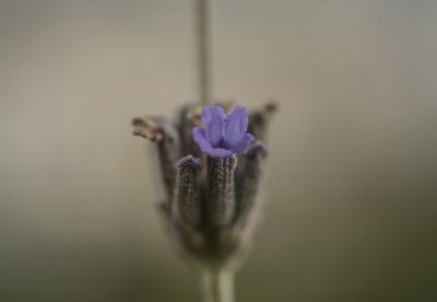 Close-up of purple flowers