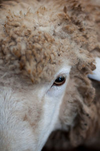 Close-up of sheep