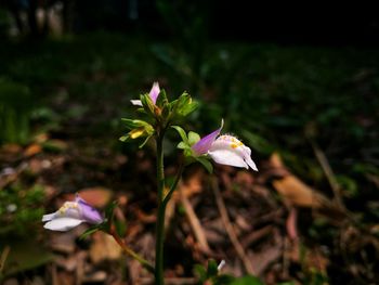 Close-up of flowers blooming outdoors