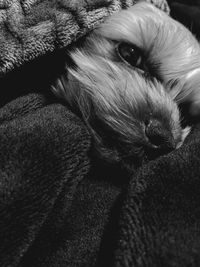 Close-up of dog resting on sofa