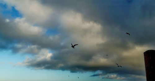 Low angle view of birds flying in sky