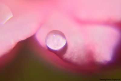 Close-up of pink flower