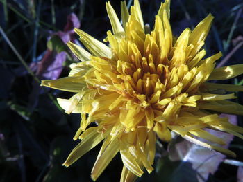 Close-up of yellow flower