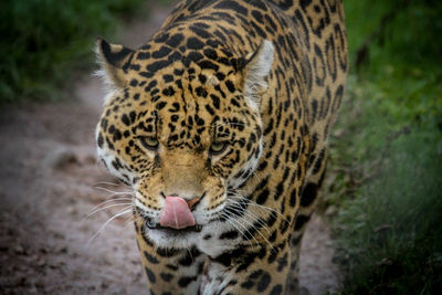 Close-up of a tiger