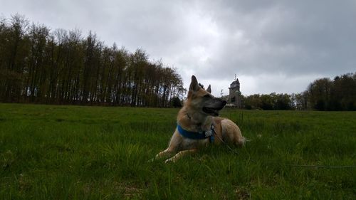 Dog on grassy field