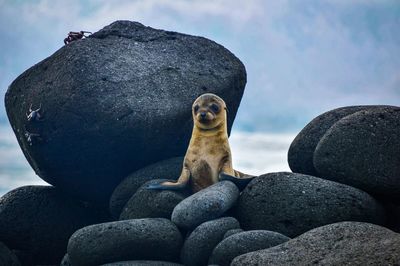 Close-up of cat sitting on rock against sky