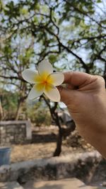 Close-up of hand holding white flowering plant