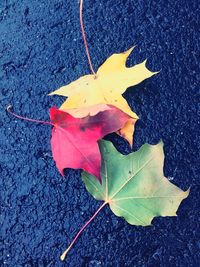 High angle view of yellow maple leaf