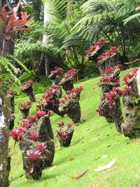 Plants growing in park