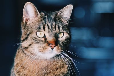 Close-up of a cat looking into camera 