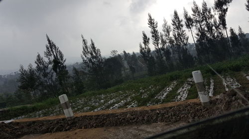 Panoramic shot of trees on landscape against sky