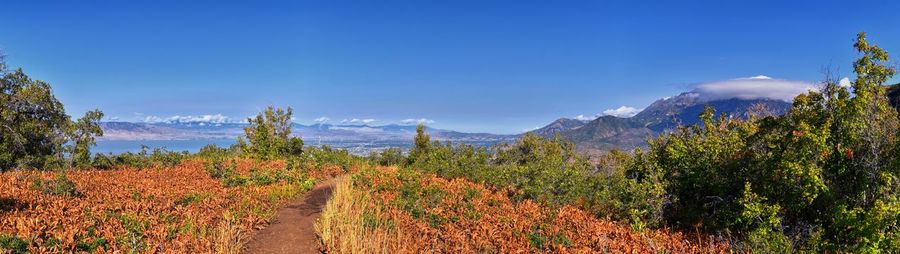 landscape