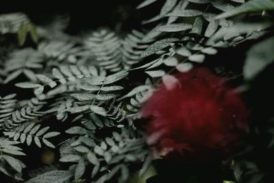 Close-up of leaves