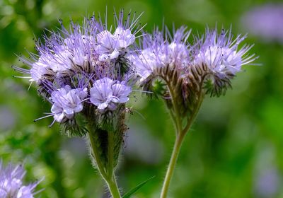 Close-up of purple thistle flowers