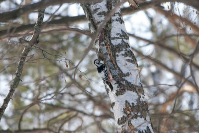 Low angle view of bird perching on tree