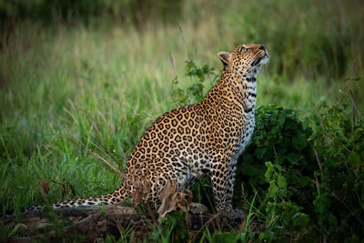 Leopard on grassy land