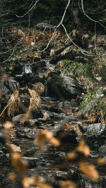 Surface level of trees by river in forest