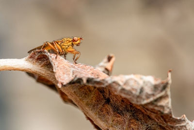 Close-up of insect on leaf