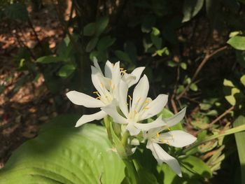 Close-up of white flower tree