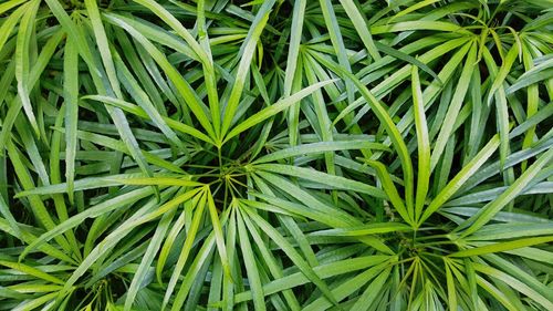 Full frame shot of plants in garden