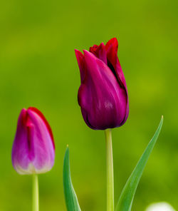 Close-up of pink tulip