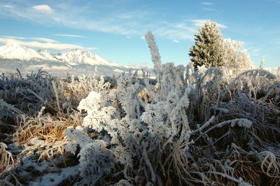Low angle view of trees against sky during winter