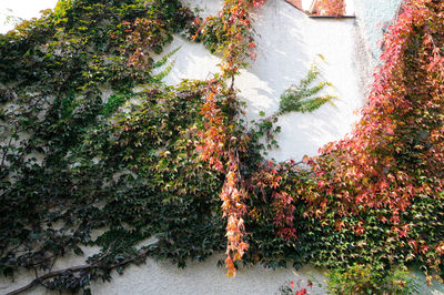 High angle view of ivy growing on tree
