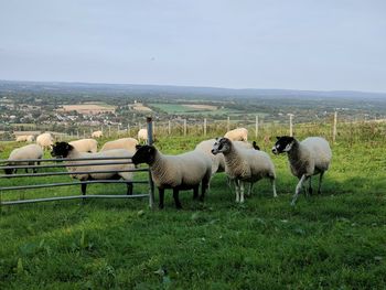 Sheep in a field