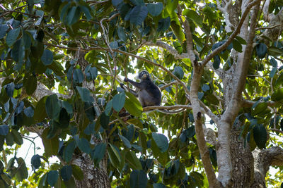 Low angle view of bird on tree