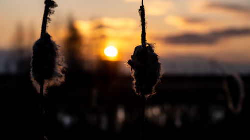 Close-up of silhouette plant against sky during sunset