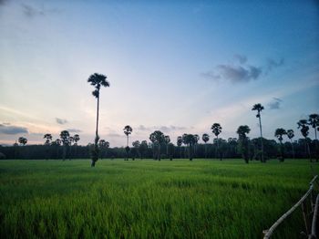 Scenic view of agricultural field against sky