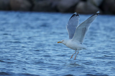 Seagull flying over sea