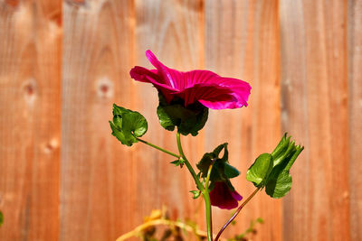 Close-up of pink flowering plant