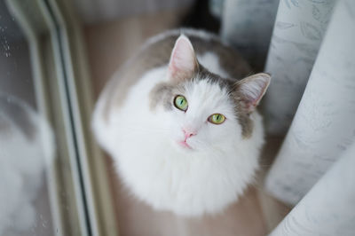 Close-up portrait of white cat